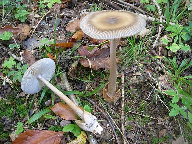 Amanita  battarrae  (Boud.)  Bon